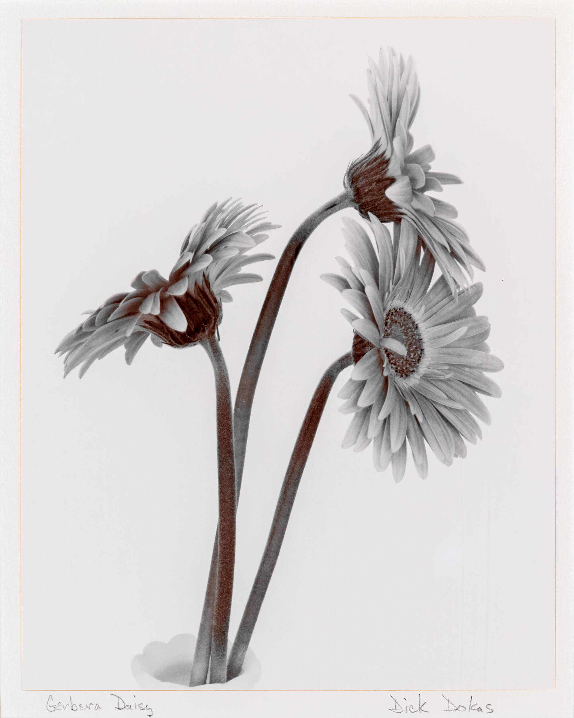 Black and white photograph of three daisies with a gray background.